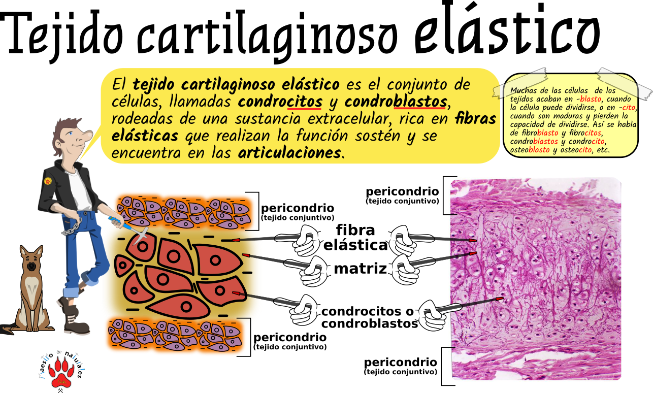 Tema 12.3 Tejidos conectivos - Tejidos
